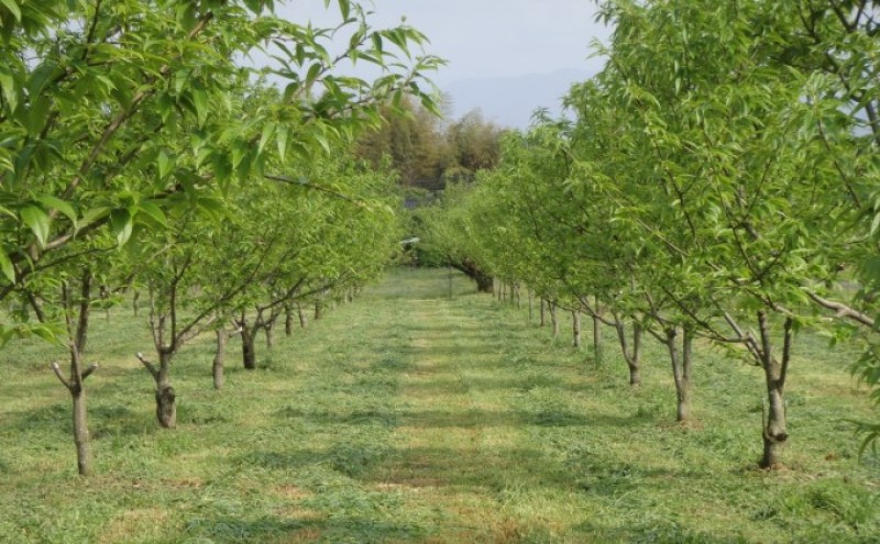 〈賀久農園の球磨栗〉熊本 錦町産 冷凍 むき栗 200g×2 栗 くり クリ 令和8年産 球磨栗 栗ご飯 数量限定 果物 フルーツ ※配送不可：離島
