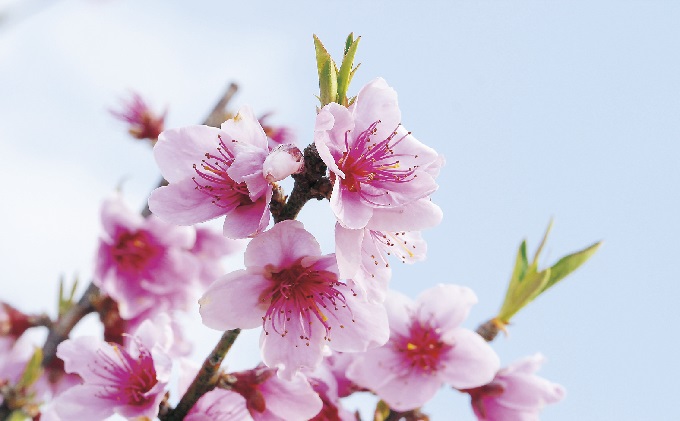 桃 白桃 白鳳 2kg 特製 桃源郷錦 もも モモ フルーツ 果物 デザート 配送不可:離島