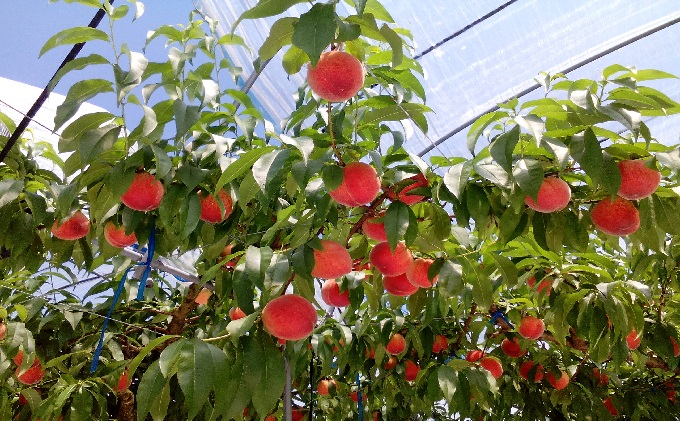 桃 白桃 先行予約 錦の水蜜桃 2kg 約5玉～8玉 もも モモ フルーツ 果物 デザート2025年発送 配送不可:離島