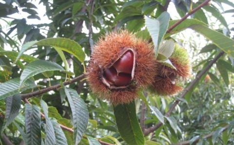 栗 草生栽培で育てた賀久農園の球磨栗 約1.9kg 2026年発送 配送不可 離島 果物類 くり