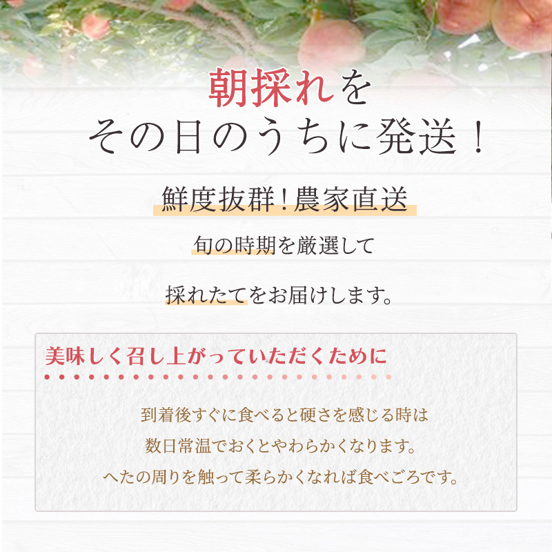 桃 白桃 先行予約 錦の桃 2kg 約5玉～9玉 もも モモ フルーツ 果物 デザート 2026年発送 鎌木果樹園 配送不可:離島
