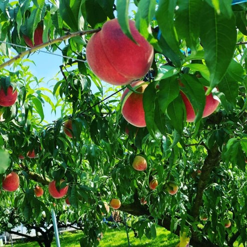 桃 加工品 セット 110g×2瓶 白桃・黄桃とトンカ豆のコンフィチュール ジャム