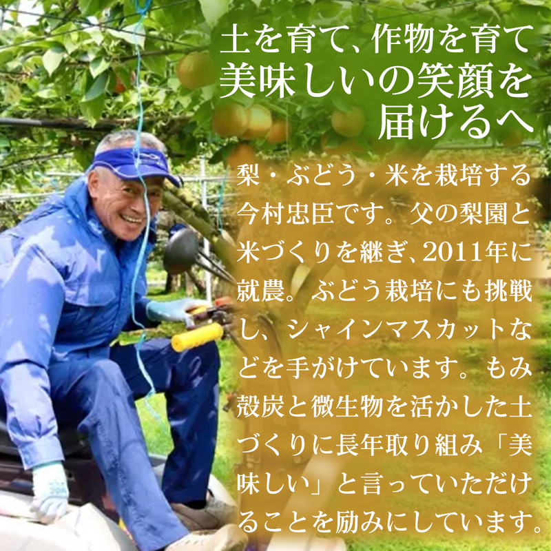 【皮ごと食べれる】熊本県産シャインマスカット 2～5房(約2kg) 1箱｜芳醇な香りと濃厚な甘み シャインマスカット ぶどう フルーツ 高級 甘い  ギフト 贈答用 家庭用 お取り寄せ 熊本県