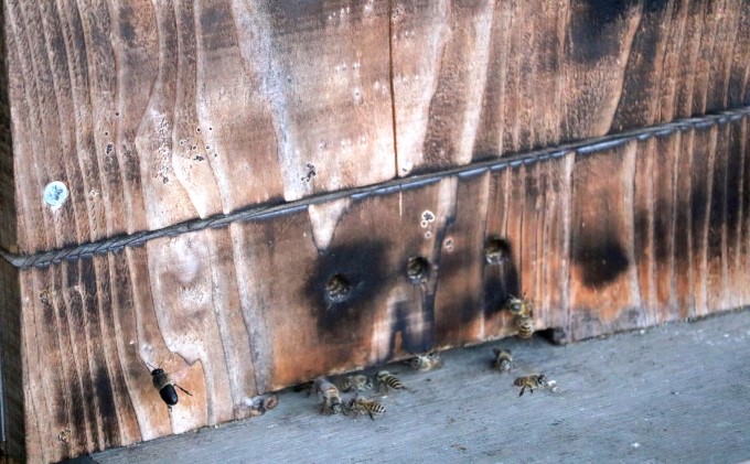 はちみつ 無添加 非加熱 希少 球磨産  地蜂蜜 150g×1本 加工食品