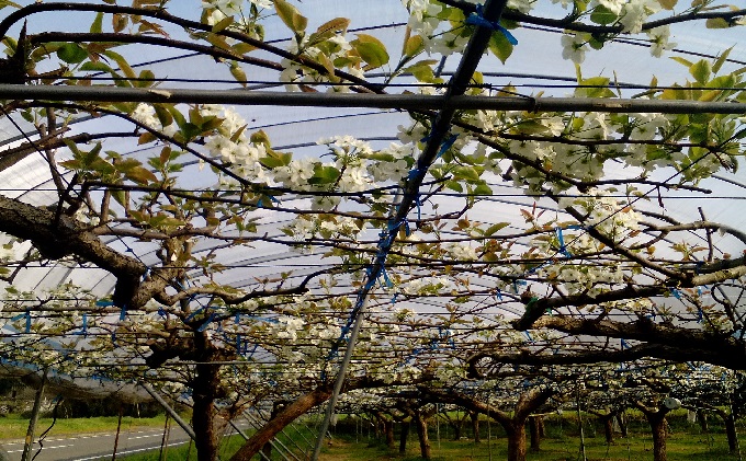 梨 5kg 先行予約 錦の梨 約9玉～14玉 フルーツ なし ナシ 果物 デザート 2025年発送 古里農園 配送不可:離島