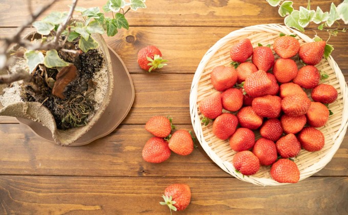 いちご 先行予約 約250g×4P 3Lサイズ 錦町産 恋みのり 苺 イチゴ デザート フルーツ 2025年1月上旬より順次発送 配送不可:離島