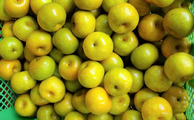 リキュール 飲み比べ セット 桃楽園 梨幸園 各500ml