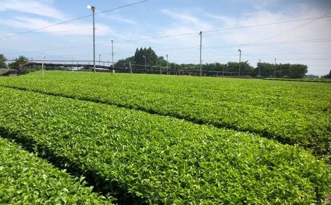 球磨茶【錦かおり：誉】玉緑茶 お茶 茶葉