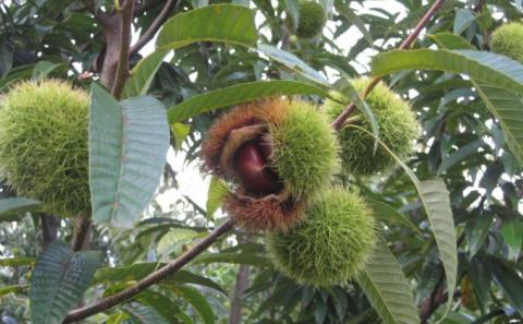 栗 草生栽培で育てた賀久農園の球磨栗 約3.9kg 2026年発送 配送不可 離島 果物類 くり