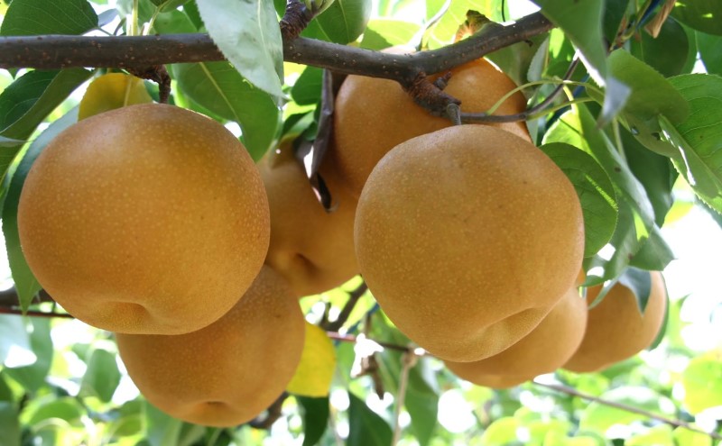 梨 おまかせ 約5kg 豊水・秋月・新高などから最も旬の梨を厳選 錦町産 5～20玉 なし ナシ 果物 くだもの デザート フルーツ ※配送不可：離島