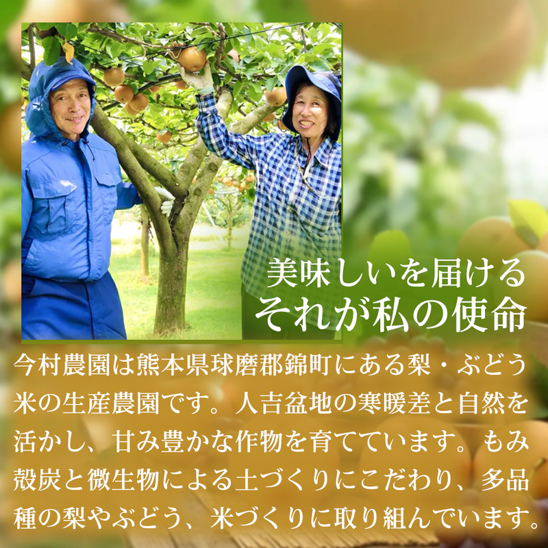 【皮ごと食べれる】熊本県産シャインマスカット 2～5房(約2kg) 1箱｜芳醇な香りと濃厚な甘み シャインマスカット ぶどう フルーツ 高級 甘い  ギフト 贈答用 家庭用 お取り寄せ 熊本県