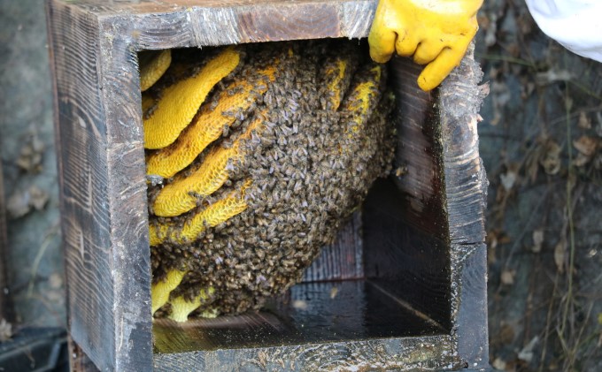 はちみつ 無添加 非加熱 希少 球磨産  地蜂蜜 150g×1本 加工食品