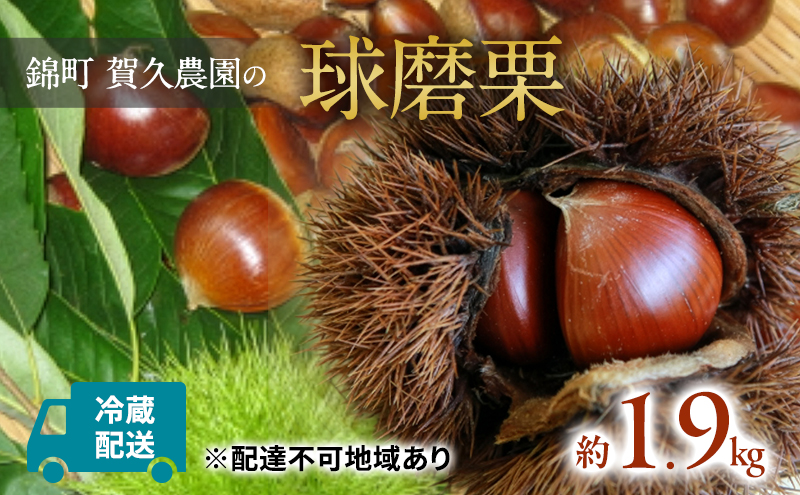 栗 草生栽培で育てた賀久農園の球磨栗 約1.9kg 2026年発送 配送不可 離島 果物類 くり