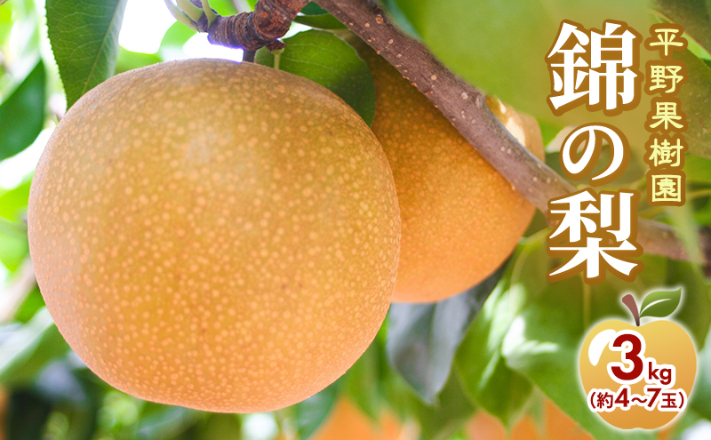 梨 先行予約 3kg 平野果樹園 錦の梨 清流錦 2025年発送 フルーツ 果物 デザート 配送不可：離島