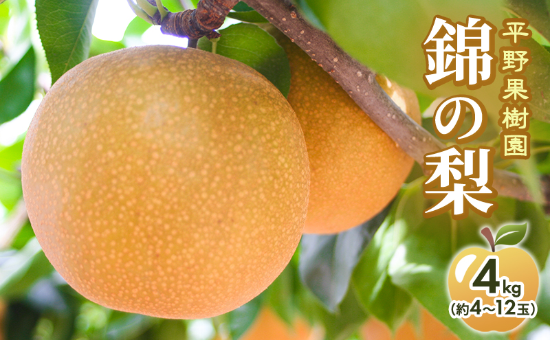 梨 先行予約 4kg 平野果樹園 錦の梨 清流錦 2025年発送 フルーツ 果物 デザート 配送不可：離島