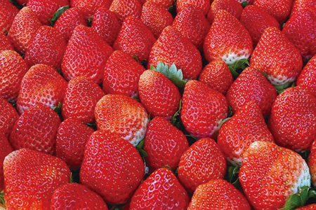 【先行予約】熊本県産いちご ゆうべに 約260g×2パック 産地直送 国産 新鮮 フレッシュ 果物 苺 103-0001