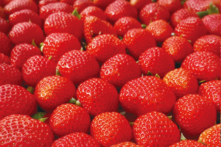 【先行予約】熊本県産いちご 恋みのり 約260g×2パック産地直送 国産 新鮮 フレッシュ 果物 苺 フルーツ 103-0003