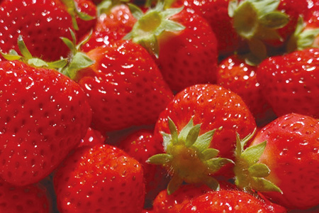 【先行予約】熊本県産 いちご【ひのしずく】約520g(260g×2パック) 坂下農園 産地直送 国産 希少 新鮮 フレッシュ イチゴ 果物 苺 103-0005