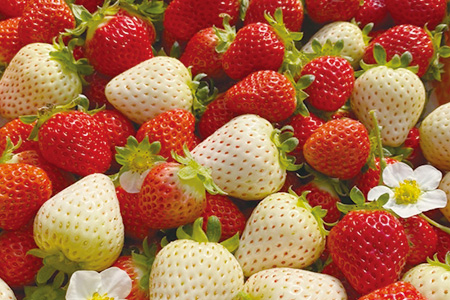 【先行予約】熊本県産いちご ひのしずく・白いちご 約260g×2パック 産地直送 国産 新鮮 フレッシュ 果物 苺 103-0007