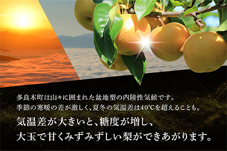 【数量限定・先行受付】JAくまの梨 5kg（14～16玉）≪2024年8月上旬発送開始≫【 梨 なし ナシ 豊水梨 秋月梨 新興梨 熊本県 旬 くまの梨 期間限定 】004-0671
