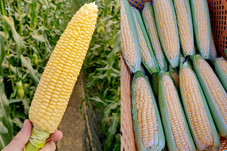 【数量限定】多良木町産 スイートコーン＆ズッキーニ 各6本 合計12本 【5月上旬から順次配送】旬の味覚 夏 野菜 産地直送 コーン とうもろこし 熊本県 089-0689