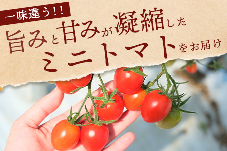 【先行受付】【2026年3月上旬発送開始】冬越ミニトマト「アイコ赤」約2.5kg 産地直送 020-0531
