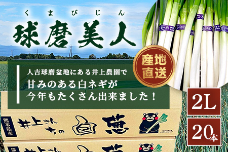 【先行予約】井上農園の白ネギ 「球磨美人」 2Lサイズ×20本 【2026年7月下旬より順次発送】 白ネギ 白葱 ネギ 長ネギ 長葱 ねぎ 薬味 野菜 国産 114-0501