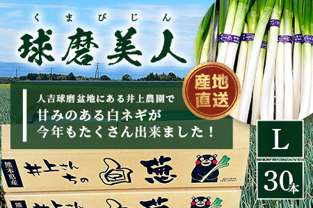 【先行予約】井上農園の白ネギ 「球磨美人」 Ｌサイズ×30本 【2026年7月下旬より順次発送】 白ネギ 白葱 ネギ 長ネギ 長葱 ねぎ 鍋 薬味 冬野菜 国産 114-0502