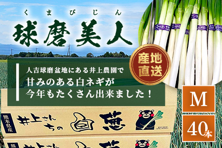 【先行予約】井上農園の白ネギ 「球磨美人」 Mサイズ×40本 【2026年7月下旬より順次発送】 白ネギ 白葱 ネギ 長ネギ 長葱 ねぎ 薬味 野菜 国産 114-0503