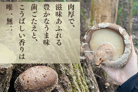 多良木町 槻木産 贈答用 【大葉厚肉】 乾燥 椎茸 205g 026-0025