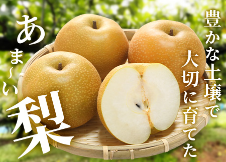 【2026年8月中旬～10月発送分】 多良木町産 豊永の 梨 約3kg フルーツ 果物 梨 旬 070-0593