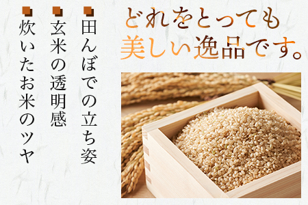 【令和7年産 玄米 】 先行予約 多良木町産 くまさんの輝き 玄米 30kg 10月中旬～発送 熊本県 たらぎ 米 044-0598