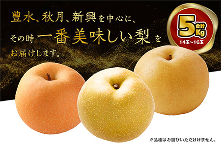 【数量限定・先行受付】JAくまの梨 5kg（14～16玉）≪2024年8月上旬発送開始≫【 梨 なし ナシ 豊水梨 秋月梨 新興梨 熊本県 旬 くまの梨 期間限定 】004-0671