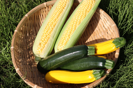 【数量限定】多良木町産 スイートコーン＆ズッキーニ 各6本 合計12本 【5月上旬から順次配送】旬の味覚 夏 野菜 産地直送 コーン とうもろこし 熊本県 089-0689