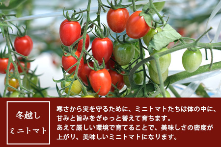 産地直送】熊本県産 ミニトマト「アイコ (赤色)」約1.25kg 国産トマト アイコ とまと 甘い 熊本 多良木町 農園直送 新鮮 フルーツトマト  フルーティ 020-0532: 多良木町ANAのふるさと納税