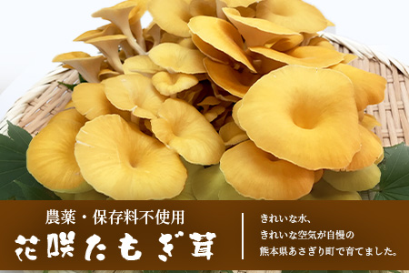 無農薬栽培【花咲 たもぎ茸 (乾燥) 100g 】幻 キノコ タモギダケ ヒラタケ 健康 栄養豊富 出汁 だし 115-0606