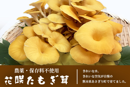 無農薬栽培【花咲 たもぎ茸 (粉末) 70g 】幻 キノコ タモギダケ ヒラタケ 健康 栄養豊富 出汁 だし 115-0607