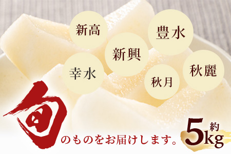 【2026年8月中旬～発送分】熊本県産 豊永の 梨 約5kg フルーツ 果物 なし 旬