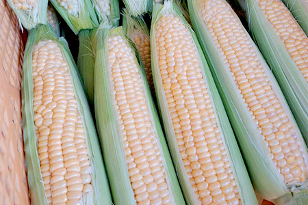 【数量限定】多良木町産 スイートコーン＆ズッキーニ 各6本 合計12本 【5月上旬から順次配送】旬の味覚 夏 野菜 産地直送 コーン とうもろこし 熊本県 089-0689