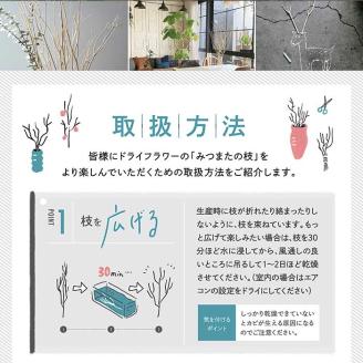 【インテリア】 TSUKIGI みつまた 50cm～80cm ＜染色＞インテリア オブジェ 【 高級 純国産 インテリア ナチュラル ドライフラワー お洒落 シンプル 】 048-0459