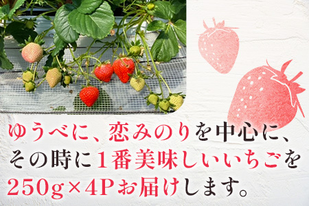 【2024年1月下旬発送開始】球磨産 イチゴ 250g×4パック 先行予約 苺 いちご 【 フルーツ 果物 春 名産 熊本 多良木町 ビタミン 旬 先行予約 くだもの 】004-0038