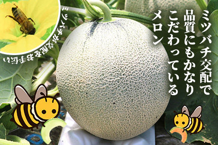 【2026年5月上旬～発送】アンデス メロン 青肉 5玉 (合計 約4.5～5kg) 熊本県 多良木町産 果物 フルーツ メロン 先行予約 5個 青肉 ミツバチ交配 期間限定 数量限定 先行予約 109-0501