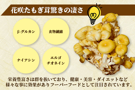 無農薬栽培【花咲 たもぎ茸 (乾燥) 100g 】幻 キノコ タモギダケ ヒラタケ 健康 栄養豊富 出汁 だし 115-0606