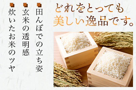 【R7年産 新米 】先行予約 多良木町 産『くまさんの輝き』 精米 計 10kg (5kg×2袋) 10月中旬～順次発送 熊本県 精米 たらぎ お米 米 艶 粘り 甘み うま味 熊本の 米 10キロ 044-0586