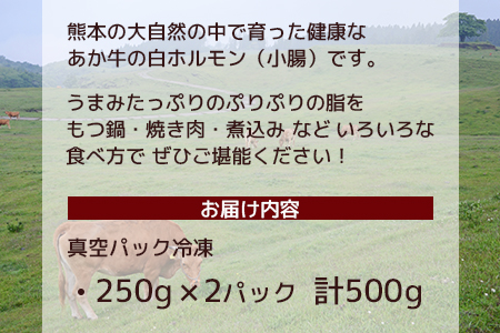 熊本あか牛 白ホルモン 計500g（250g×2パック）冷凍真空パック 【 熊本 熊本県産 あか牛 冷凍 真空 もつ鍋 ホルモン 焼き肉 】 041-0135
