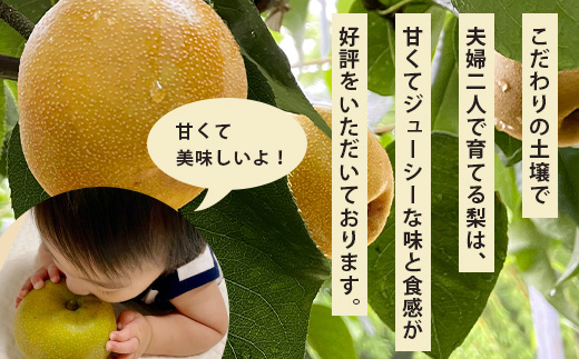 【2026年8月中旬～発送分】熊本県産 豊永の 梨 約5kg フルーツ 果物 なし 旬