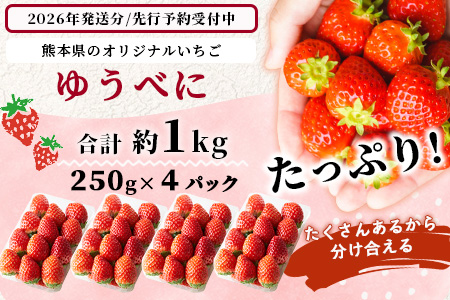 【2026年出荷 先行予約】熊本県産 いちご ゆうべに 1kg (250g×4パック) 令和8年3月～発送 イチゴ 果物 フルーツ 熊本県 多良木町 農園直送 107-0501