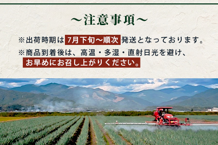【先行予約】井上農園の白ネギ 「球磨美人」 Mサイズ×40本 【2026年7月下旬より順次発送】 白ネギ 白葱 ネギ 長ネギ 長葱 ねぎ 薬味 野菜 国産 114-0503