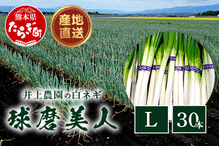 【先行予約】井上農園の白ネギ 「球磨美人」 Ｌサイズ×30本 【2026年7月下旬より順次発送】 白ネギ 白葱 ネギ 長ネギ 長葱 ねぎ 鍋 薬味 冬野菜 国産 114-0502