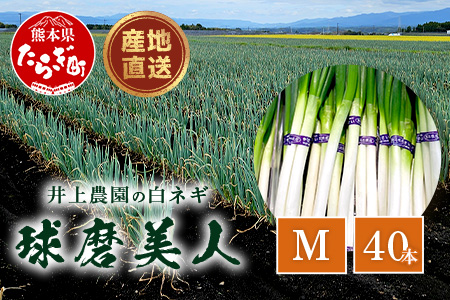 【先行予約】井上農園の白ネギ 「球磨美人」 Mサイズ×40本 【2026年7月下旬より順次発送】 白ネギ 白葱 ネギ 長ネギ 長葱 ねぎ 薬味 野菜 国産 114-0503